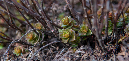 The Caucasian stonecrop also known as  Two-row stonecrop (Sedum spurium) green leaves in winter.の写真素材