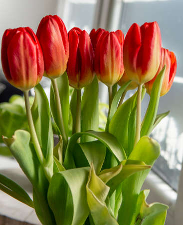 Bouquet of Red tulips (Tulipa) in the vase. Close up. Detail.の写真素材