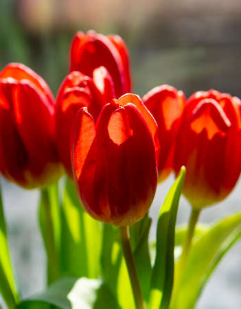 Bouquet of Red tulips (Tulipa) in the vase. Close up. Detail.の写真素材