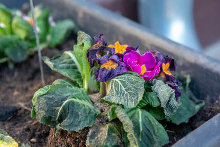 The common primrose frost bitten in the early spring. Primula damaged by frost.の写真素材