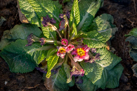 The common primrose frost bitten in the early spring. Primula damaged by frost.の写真素材