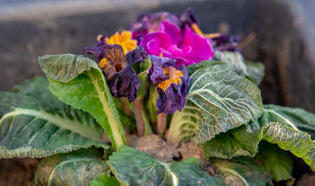 The common primrose frost bitten in the early spring. Primula damaged by frost.の写真素材