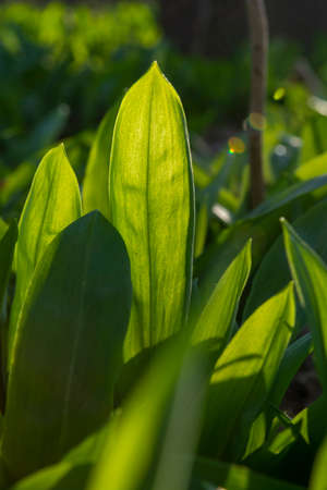 Wild garlic (Allium ursinum) green leaves in the forest. The plant is also known as ramsons, buckrams, broad-leaved garlic, wood garlic, bear leek or bear's garlic.の写真素材