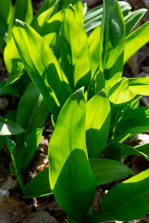 Wild garlic (Allium ursinum) green leaves in the forest. The plant is also known as ramsons, buckrams, broad-leaved garlic, wood garlic, bear leek or bear's garlic.の写真素材