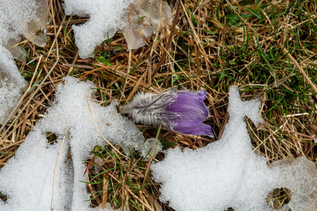 Blooming Saffron Crocus flowers coming out of the snow in the early spring. Crocus sativus  in...