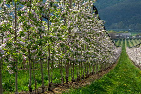 Blossoming apple orchard in the spring. Flowering Apple garden. Fruit trees in the bloom.の写真素材