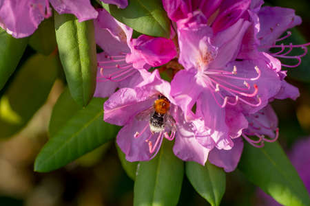 Blooming pink rhododendron flowers in the garden. Close up. Detail. Macro.の写真素材