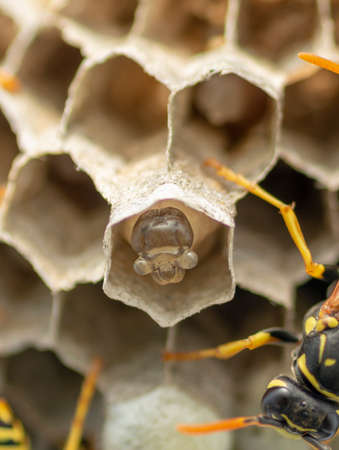European wasp (Vespula germanica) building a nest to start a new colony.の写真素材