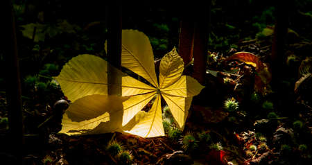 Yellow Chestnut (Castanea sativa) Leaf in the sunlight. Spanish chestnut foliage.の写真素材
