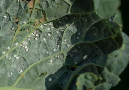 The Cabbage Whitefly (Aleyrodes proletella) pest. Adults with eggs on the cabbage leaf.
