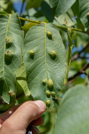 Galls on the leaves of walnut (Juglans regia) caused by Aceria erinea mite .の写真素材