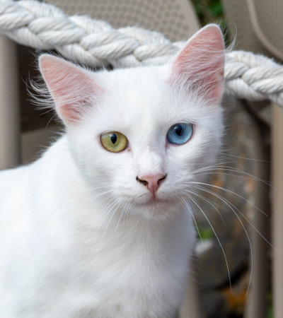 Pure white cat with green and blue eyes. Eyes with two different colors. Heterochromia.の写真素材