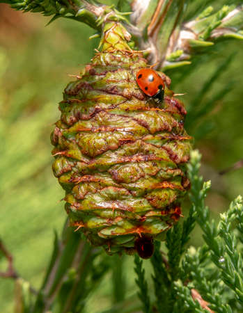 Giant sequoia green leaves and a cone with ladybug. Sequoiadendron giganteum or Sierra redwood...