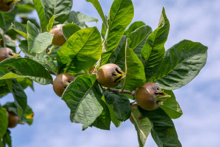 The medlar or common medlar (Mespilus or Crataegus Germanica) fruits and leaves.の写真素材