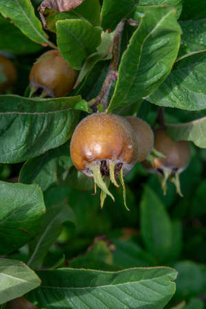 The medlar or common medlar (Mespilus or Crataegus Germanica) fruits and leaves.