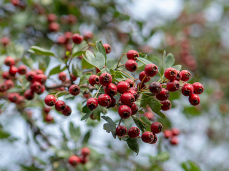 Red Hawthorn (Crataegus) berries in autumn. The plant is also known as Quickthorn, Thornapple, Whitethorn, Mayflower or Hawberry.の写真素材