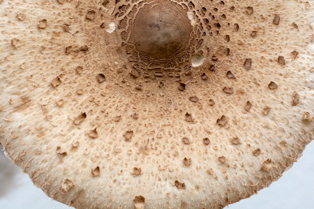 Cap of Parasol mushroom (Macrolepiota procera) . Close up. Detail.の写真素材