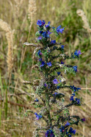 Purple viper's-bugloss (Echium plantagineum) flowering in the autumn . Blooming Paterson's curse plant.の写真素材