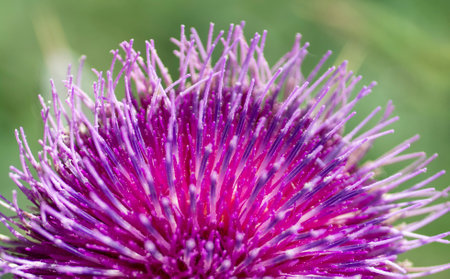Cirsium eriophorum or the woolly thistle flowering in the autumn. Purple flowers of family Asteraceae.の写真素材