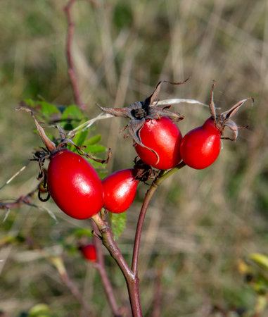 Red fruits of rose hips or dog rose. Rosa canina in the autumn.の写真素材
