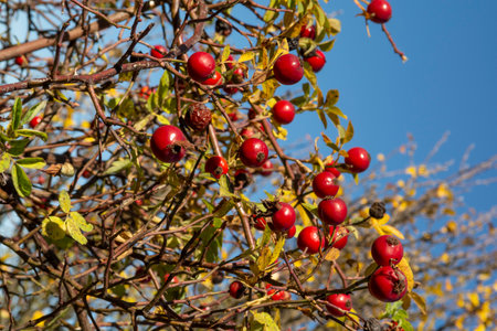 Red fruits of rose hips or dog rose. Rosa canina in the autumn.の写真素材