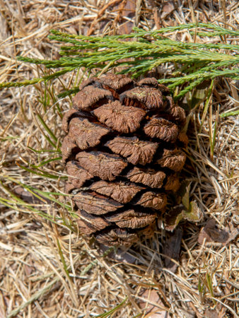 Giant sequoia green leaves and a cone. Sequoiadendron giganteum or Sierra redwood needles. Close up....