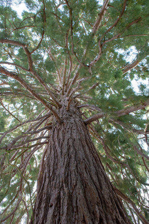Giant Sequoias Tree (Sequoiadendron giganteum) or Sierran redwood growing in the park.の写真素材