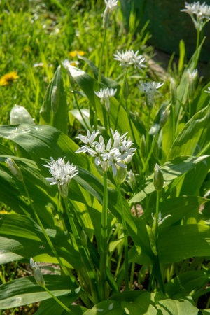 Flowering  wild garlic (Allium ursinum) in the garden. The plant is also known as ramsons, buckrams,...