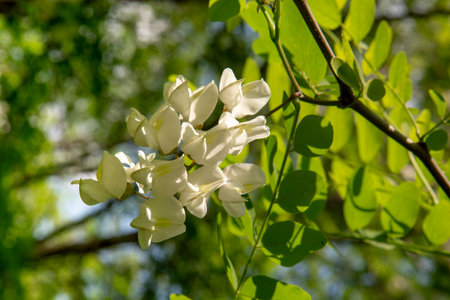 Black locust tree blooming in the spring. Robinia pseudoacacia white flowers.の写真素材