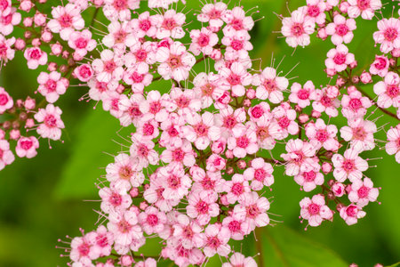 Flowering Spiraea japonica (Japanese spirea) or Japanese meadowsweet. Little Princess flowers blooming in the spring.の写真素材