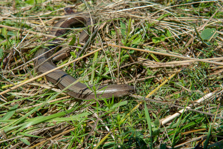 The slow worm (anguis fragilis) lying in the grass. A deaf adder, a slowworm, a blindworm in the summer.の写真素材