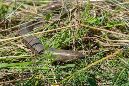 The slow worm (anguis fragilis) lying in the grass. A deaf adder, a slowworm, a blindworm in the summer.の写真素材