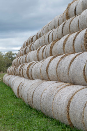 Stack of hay balls, haystack or  haycock on an agricultural field. Large rolls of straw on a farm.の写真素材
