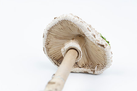 Parasol mushroom (Macrolepiota procera) isolated on white background. Close up. Detail.の写真素材
