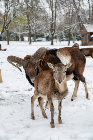 European mouflon, Ovis musimon. Ram in the winter time.の写真素材
