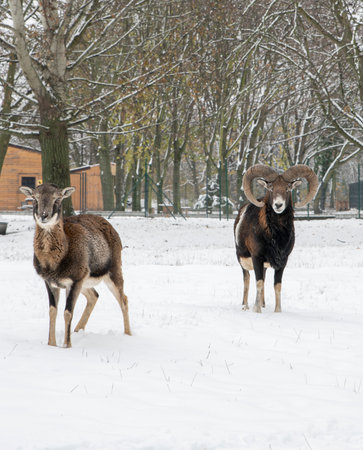 European mouflon, Ovis musimon. Ram in the winter time.の写真素材