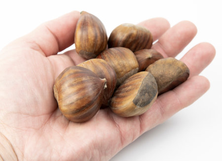 Edible chestnuts isolated on white background. Castanea sativa, the sweet or Spanish chestnut close up.の写真素材