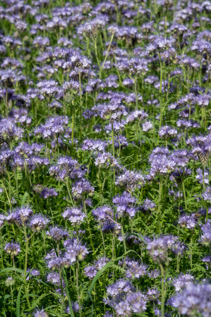 Flowering fiddleneck (Phacelia tanacetifolia). Blooming blue tansy or lacy phacelia.