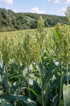 Sorghum bicolor. Sorghum agricultural field. The plant is also known as great millet, broomcorn, guinea corn, durra, imphee, jowar, or milo.の写真素材