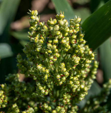 Sorghum bicolor. Sorghum agricultural field. The plant is also known as great millet, broomcorn, guinea corn, durra, imphee, jowar, or milo.の写真素材