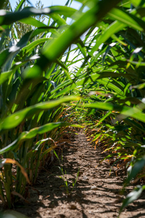 Sorghum bicolor. Sorghum agricultural field. The plant is also known as great millet, broomcorn, guinea corn, durra, imphee, jowar, or milo.の写真素材
