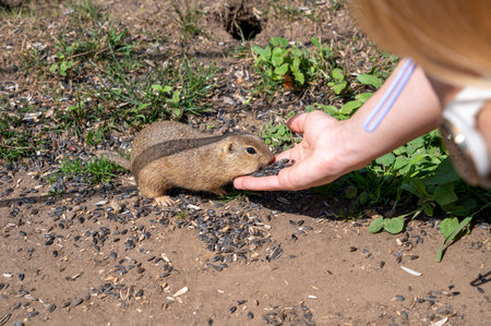 European ground squirrel (Spermophilus citellus) eating sunflower seeds from the hand. Muranska planina National Park. Slovakia.の写真素材