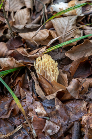 Ramaria aurea in the forest. Ramaria is a coral mushroom in the family Gomphaceae.の写真素材