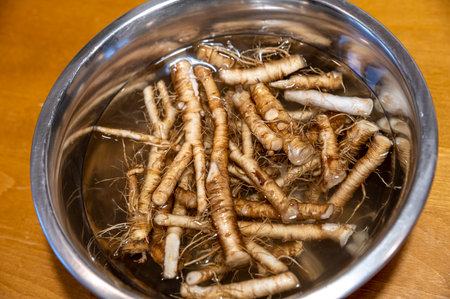 Fresh Taraxacum officinale, the dandelion or common dandelion roots.の写真素材