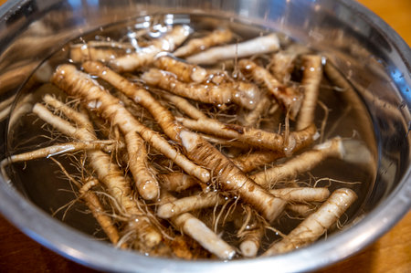 Fresh Taraxacum officinale, the dandelion or common dandelion roots.の写真素材