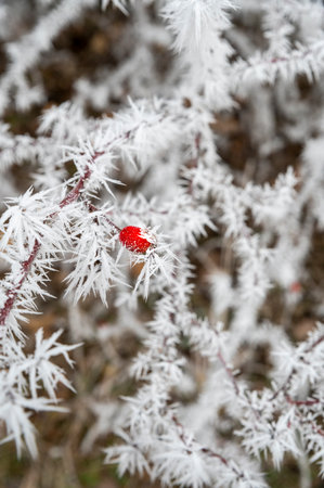 Red frosted rose hips in the winter season. Rose hips covered with hoarfrost.の写真素材