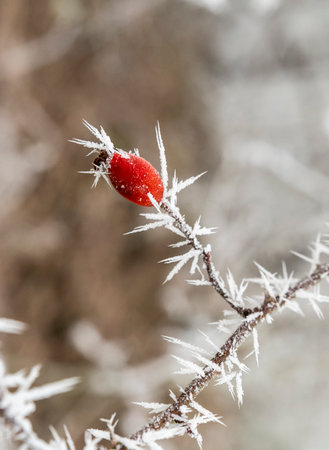 Red frosted rose hips in the winter season. Rose hips covered with hoarfrost.の写真素材