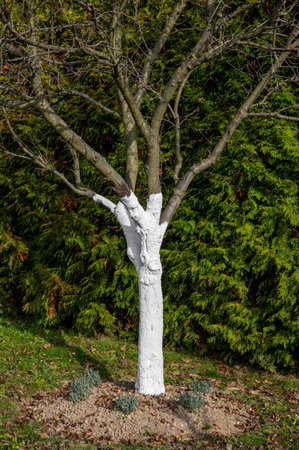 Fruit tree trunk painted with white lime paint. Apple tree trunk protected from parasites. Tree Whitewashing or limewashing.の写真素材