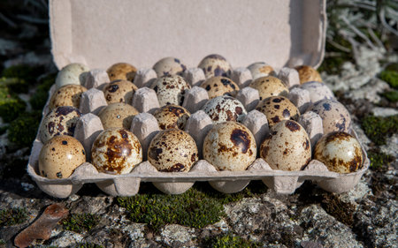 The Common quail (Coturnix coturnix) eggs .の写真素材