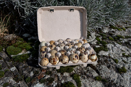 The Common quail (Coturnix coturnix) eggs .の写真素材